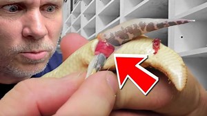 401K views · 5.9K reactions | Oh no! My Kenyan sand boa gave birth and one of her babies got stuck half way. (Do not try to do this without a professional with you). It's Eric's last day and shows Mary how to take care of all his duties at BHB! #babysnake #livebirth #brianbarczyk | Brian Barczyk | Facebook
