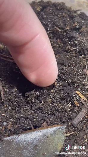 Planting an Exo Terra Terrarium - Crested Geckos and Reptiles