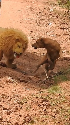 1.1M views · 10K reactions | Best Prank Sleep Dog | Top Generations | Facebook