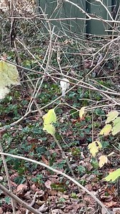 Ruby-crowned kinglets are a common site in East Tennessee’s winter landscape, before they return to the far northern forests of the US and Canada for the summer nesting season. These tiny, highly energetic birds are recognized by their white eyering, white wingbar, and a brilliant red crown patch on the male. Have you seen one this year? | Ijams Nature Center