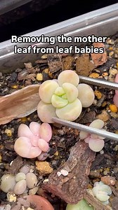 I get asked this all the time, when do you take off the mother leaf? Once it’s shriveled or papery and the baby has roots or leaves of its own, it’s ready. No need to rush it, let it do its thing first! | Kathssuccs