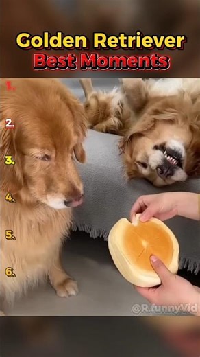 Golden Retriever Special 🐾 | Best Moments Ranked