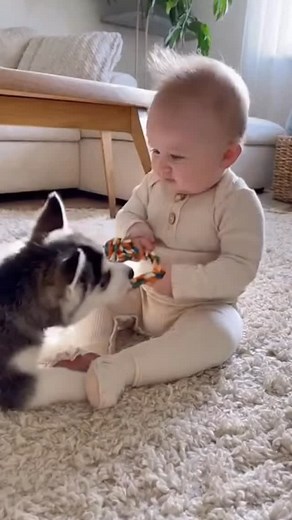 38K views · 637 reactions |  “Baby’s First Crawl – With Husky Puppy Bodyguard!” #husky #puppy #cute #cutebaby #baby #cutepuppies #cute #cutebaby #cutebabies #funny #dog #puppy #puppiesoftiktok #huskypuppies❤️ | Baby & Pets | Facebook