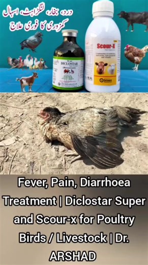 Scour-X: Effective Treatment for Necrotic Enteritis in Chickens