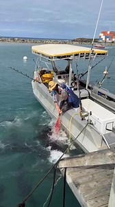 426K views · 1.8K reactions | Atum gigante | gaah pescador | Facebook