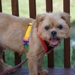 Adoptable Brussels Griffons | Our Rescues