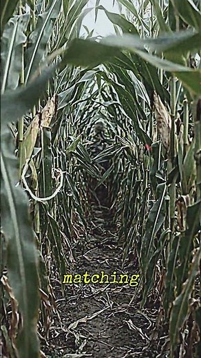 Infinite Corn Field | Liminal Farming Horror #backrooms #liminalspace #shorts #horror