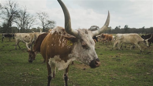 Keeping history alive: Houston‑area ranchers preserve Texas Longhorns