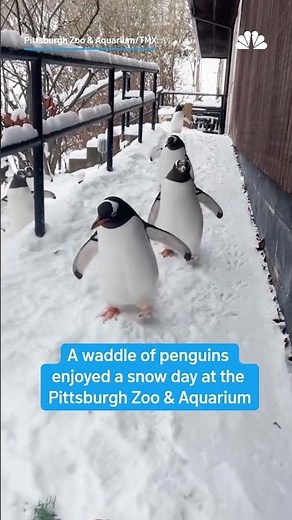 Penguins frolic in snow at Pittsburgh Zoo | NBC 7 San Diego