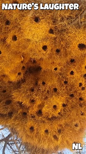 Everyone believed this viral hummingbird myth… but the real story is even more unbelievable. They don’t use deadly piranhas for protection they use intelligence, camouflage, and pure speed. Nature doesn’t need drama to be amazing… it already is. #NatureFacts #WildlifeMyths #Hummingbirds #NatureTruth #DidYouKnow #MythBusted #WildlifeReels #AnimalStories #BirdTok #ScienceReels #DocumentaryStyle #PlanetEarthVibes #ViralMyth #EducationalReels #LearnSomethingNew #NatureIsAmazing #HiddenWorlds #SmartA