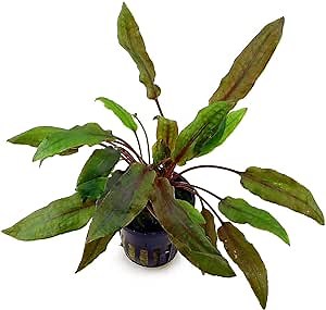 Cryptocoryne Wendtii Red Potted Live Aquarium Plants Freshwater Fish Tank Decorations