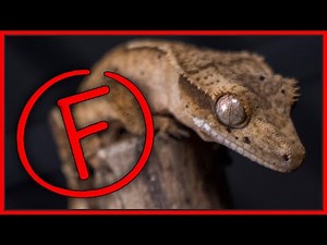 The Best and Worst Pet Lizards! Reptile Tier List Ratings