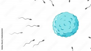 Human Sperm Approaching and Fertilizing Egg Cell Animation Sequence