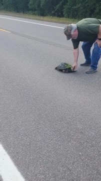 This man noticed a snapping turtle in the middle of the road and tried to help it across. He cautiously grabbed the animal from behind and made to rush to the side of the road when he tripped and hit the ground hard. | Jukin Copyright Management | Facebook
