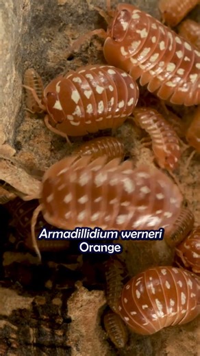 All new isopods have been added to our website!