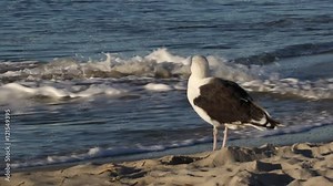 Herring Gull (Larus argentatus) standing on the beach as waves crash to shore