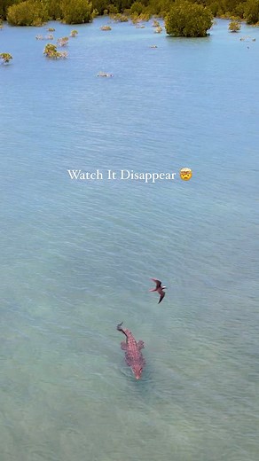 Strick & Fran on Instagram: "Might look nice for a swim… But you never know who is watching 👀 🐊 Tropical Islands on the Great Barrier Reef may seem like Paradise…🥥🏝️ #crocodile #tropicalisland #australia"