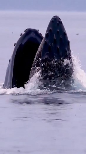 The whale opened its mouth wide.🐳#sea #fish #whale #fyp #foryou #tiktoker#whale #ocean #foryou #dophin #orcas #xorcas #voiceofocean #shark #oceananimalslife #nature #animals #harmony #amazing #whalebaby #whaleshow #fish #jewelryaddict | Sheepepepe
