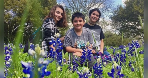 Bluebonnets in Texas. What you should know about the wildflower
