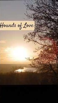 Hounds of Love (#cover)