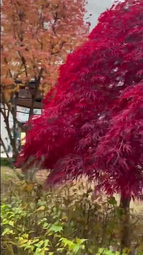 Red Maple Tree Leaves