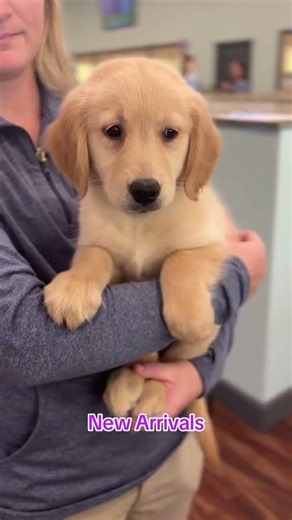 This week’s new puppy arrivals at Dream Tails Boutique