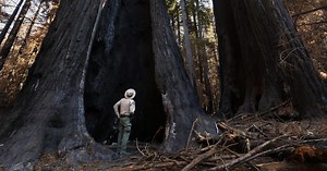 California's redwoods fight to survive