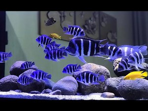 5 Beautiful Frontosa Cichlids Tank | Amazing Frontosa Aquarium at Home