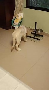 The baby does approve of having a mat below his food bowl lol | Murchana Barooah