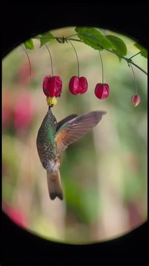 Mindo, Ecuador: Intimate Hummingbird Moments in the Cloud Forest