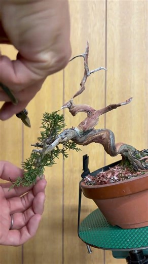 Building the Structure with Wire.#bonsai #bonsaitree #asmr