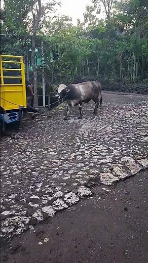 evakuasi sapi jemoko