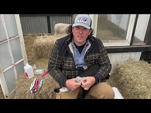 How To Band A Lamb's Tail (3 Steps)