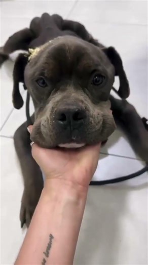 #Repost —Folks, the dog rescued by animal protector @hadi_pets_rescue is being well