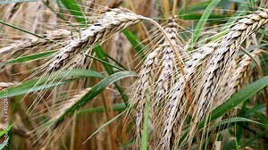 Triticale Field, Cultivated Hybrid Of Wheat And Rye