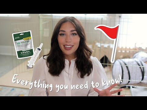 Rabbit Spay & Neuter | Tips from a Vet Nurse: Ep1