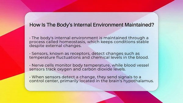 How Is The Body's Internal Environment Maintained? - All About Anatomy Answers