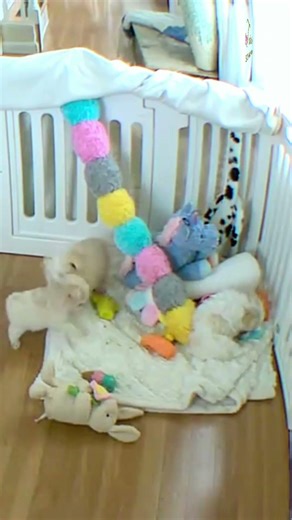 Mini Schnauzer Puppy Play Fight (Cutest Wrestling Match Ever!) #cutepuppies