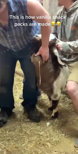 @drpimplepopper #vanillapudding #pimplepopping #cyst #goat #goatfarm #farm #farm365 #ontarioag #fyp #foryou #foryourpage #sendit