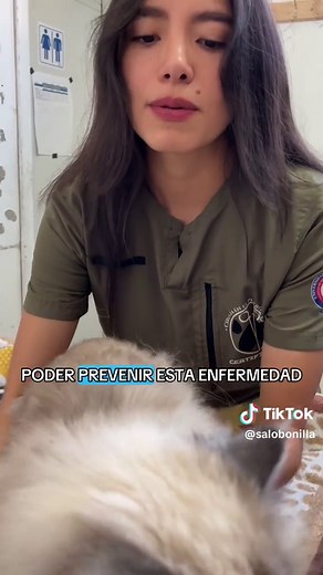 Descubre el riñón poliquístico en gatos