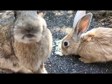 I was so surprised when the bunny suddenly turned around and started talking to me! Lol.
