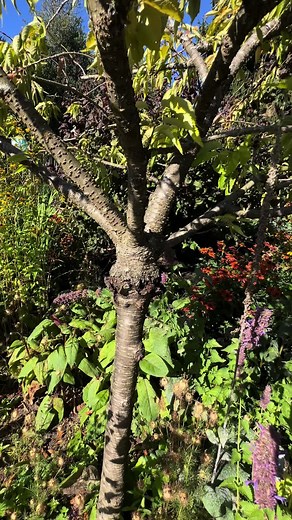 Shogetsu Cherry Tree #plantproblems #treeproblems #floweringcherry #shogetsucherrytree #treedisease #treehelp #garden #gardentok #pnwgarden #zone8b