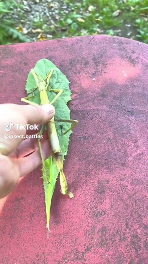 Improvised bug funeral leaf bug walking stick bug