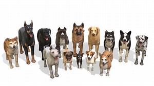 Dogs Big pack - Buy Royalty Free 3D model by RedDeer (@billl90)