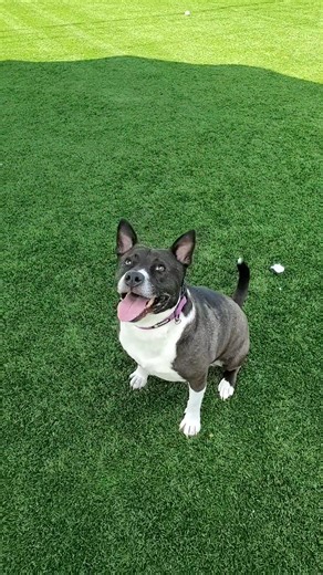 4.2K views · 88 reactions | Meet June, aka Junebug! 者 This girl has...