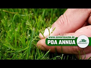 Poa Annua - de ce apare și cum putem stopa proliferarea ei. Partea 1