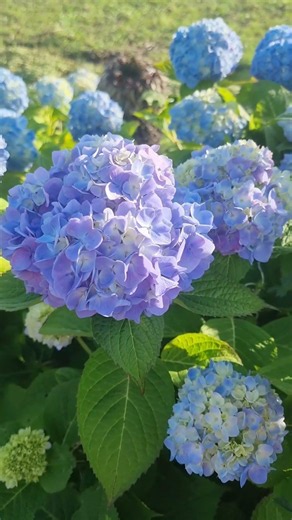 #수국 #제주수국길 #제주감성 #제주풍경 #서귀포 #여름꽃 #수국명소 #제주여행 #감성사진 #힐링산책 #꽃길 #제주일상 #푸른수국 #아침산책 #햇살가득 #자연감성 #꽃스타그램