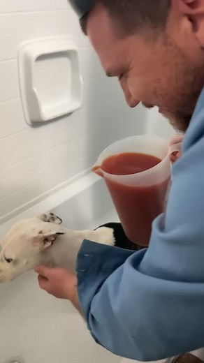 Skunk Encounter: Dog's Hilarious Reaction