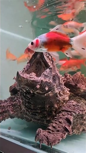 Curious Cat vs Deadly Snapping turtle Face-Off 🐢🐱?#ytshorts