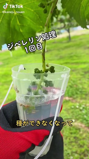 ジベレリン処理の質問がたくさんあったので🙇‍♂️1回目の処理で、種ができなくなり、2回目の処理で実が肥大します😎植物ホルモンなので安全といわれております🍇#ブドウ#ぶどう #農作業 #農家 #泥棒ダメ絶対